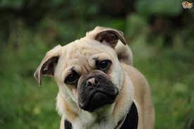 Jug Dog Breed Facts Highlights Buying Advice Pets4homes
