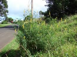 Image result for Crotalaria polytricha