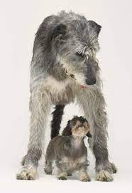 dog breeds i irish wolfhound page 8 wolfhound irish wolfhound dog breeds