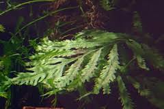 Image result for Hydrostachys polymorpha
