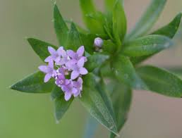 Image result for Sherardia arvensis