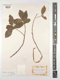 Image result for Peddiea