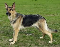 Discount99.us has been visited by 1m+ users in the past month Short Haired German Shepherd Guide Glamorous Dogs