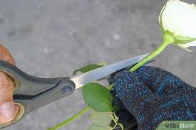 Watch the video explanation about how to get blue roses in 4 easy steps! 3 Ways To Create Blue Roses Wikihow
