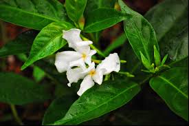 Image result for Tabernaemontana inconspicua