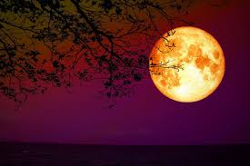 血月示意圖（圖片來源：pixabay） 2020年發生了很多罕見的 天象 ，而 2021 年的 天象 也是精彩萬分，除了有多場盛大的 流星雨 ，最精彩的天象就屬今年5月的月全食了，屆時將重現3年未見的「 血月 」奇象，同時也是全年最大滿月。 2021 年將出現 3 次超級月亮 Dyozh52c7hg00m