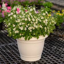 Image result for Jamesbrittenia