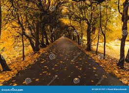 Long Path in Bindage Full of Crooked Trees and Leaves Stock Image - Image  of orange, morning: 234191737
