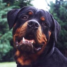 Start training your puppy at the earliest age possible. How To Raise A Well Trained Non Aggressive Rottweiler Pethelpful