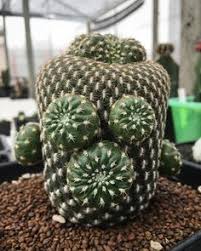 Bedillions in casa grande, bedillons casa grande arizona, b dillon casa grande az. 20 Lustiger Kaktus Ideen Kaktus Sukkulenten Pflanzen