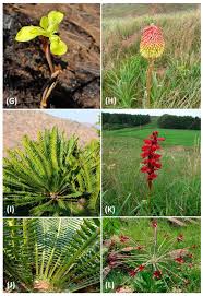 Image result for Stenostelma capense