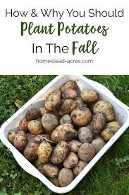 Planting Potatoes How To Plant Potatoes In The Fall Planting Potatoes Fall Garden Vegetables Organic Vegetables