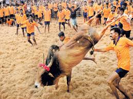 373,141 likes · 10,901 talking about this. Sc Stay On Jallikattu Sparks Protests Centre Assures Action Deccan Herald