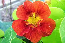 Snip away the base of each blossom, which may taste bitter. Plants For Kids Nasturtium Rhs Gardening