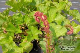 Image result for Gunnera perpensa