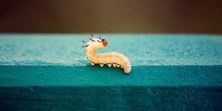 Many cancer kinds are eatable and are looked as a delicacy. Dreams About Wormes Interpretation And Meaning