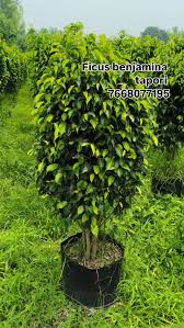 Image result for Ficus barteri