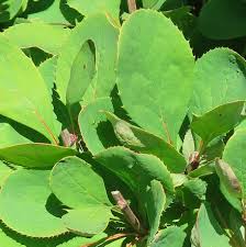 Image result for Berberis