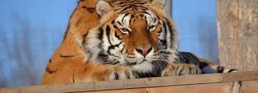 Big cat rescues offers hundreds of items for purchase to help fund the care of rescued lions, tigers, and other exotic cats. The Wildcat Sanctuary Non Profit Sandstone Mn