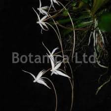 Image result for Aerangis kotschyana