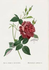 Shop online for 'roy kirkham redoute rose' at louis potts. P J Redoute Les Roses Prints 1828