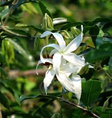 Image result for Jasminum breviflorum