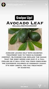 Avocado Leaf Avocado Leaves Health Tips Healthy Tips