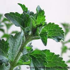 How To Grow Stevia Make Homemade Stevia Extract Growing Stevia Herbs Stevia Plant
