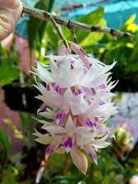 Dendrobium Amethystoglossum Orchids Plants Photo