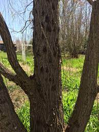 Check spelling or type a new query. Weeping Willow Disease 247892 Ask Extension