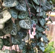 Image result for Ceropegia mirabilis
