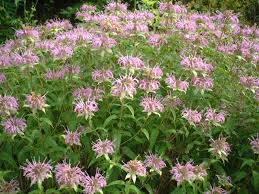 Pin On Gardening For Shade Sun