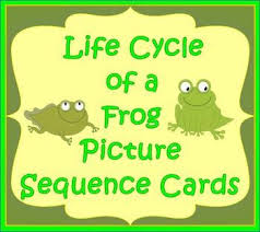 Free Life Cycle Of A Frog Picture Sequence Cards Frog Pictures Life Cycles Sequencing Pictures