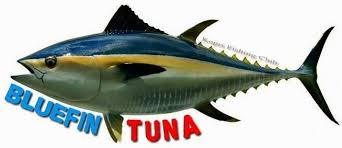 We did not find results for: Mengenal Jenis Ikan Tuna