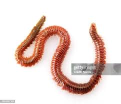 Image result for Aneilema arenicola