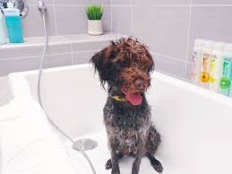 Spa haven mobile day spa 555 old woodward birmingham, mi 48009. Treat Your Dog To A Spa At A Dogtopia Of Michigan Location Birmingham