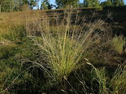 Image result for Digitaria milanjiana