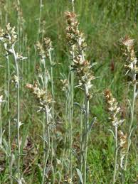 Image result for Gnaphalium purpureum