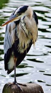 Colorful Bird With Big Feathers Pin By Susanne Jerome On Nature In 2020 Coastal Birds Pet Birds Beautiful Birds