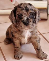Most cockapoo puppies and dogs do extremely well with children. Blue Merle Cockapoo Puppies For Sale Off 79 Www Usushimd Com