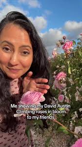 David Austin Rose Arch