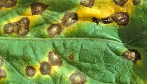 Like most fruit trees, it grows best in full sun. Leaf Septoria An In Depth Guide To Yellow Spots On Cannabis Leaves Herbies