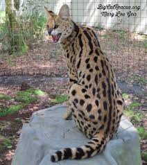 good night big cat rescue friends beautiful illithia serval is giving the obligatory good night serval hiss kiss wishing big cats big cat rescue cats