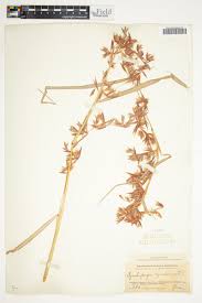 Image result for Hyparrhenia cymbaria