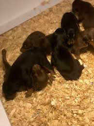 William firestine is from florida and breeds doberman pinschers. Akc Doberman Puppies In Brandon Florida Hoobly Classifieds