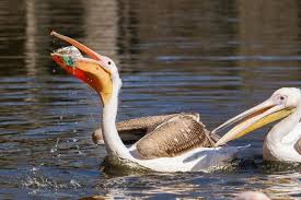 Pelican And Plastic Bag Sea Birds Garbage In The Ocean Ocean Pollution