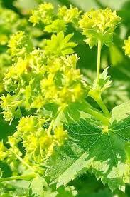 Image result for Alchemilla ellenbeckii