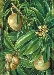 It is appreciated for its versatility as the whole plant is edible and can be cooked in many ways. Foliage Flowers And Fruit Of The Sapodilla Plum 1880 By Marianne North 1830 1890 United Kingdom