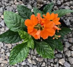 Image result for Crossandra nilotica
