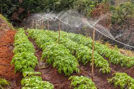 Grow delicious vegetables your family likes to eat. Irrigation Systems In A Green Vegetable Garden Stock Photo Picture And Royalty Free Image Image 54217407